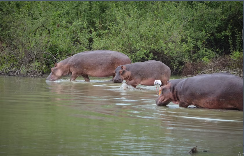 Mikumi National Park 1-day safari tour from Zanzibar - Image 5